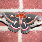 I Saved a Moth