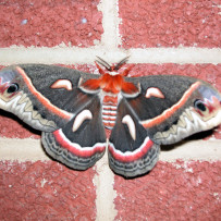 I Saved a Moth